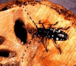image0035.jpg Keep your house and storage areas clean: Insects thrive on dusty, dirty and dark environments.