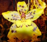 golden-tiger-crow-orchid A golden tiger crow orchid