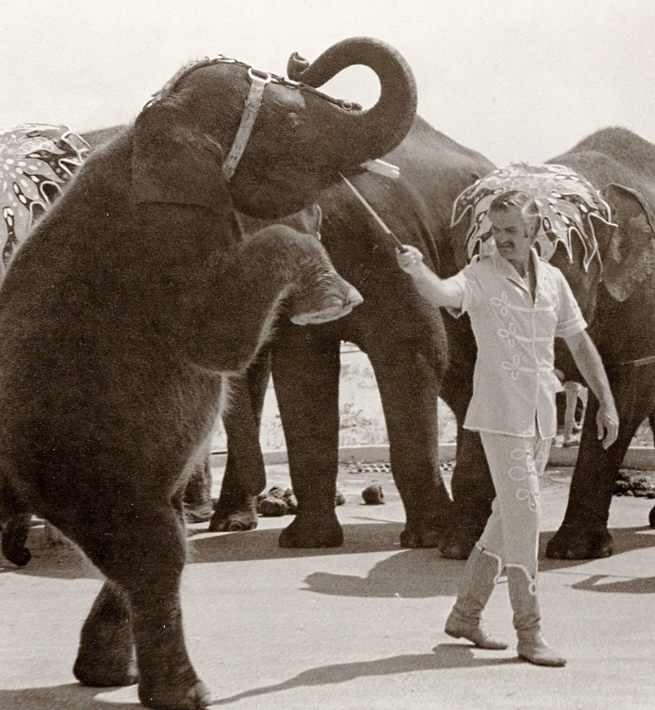 buckles2 Buckles Woodcock, who hosts Buckles Blog, working with elephants in the 108th Edition of Ringling Bros. and Barnum & Bailey.