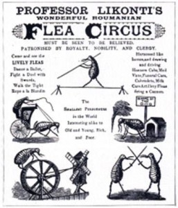 A poster for a flea circus.