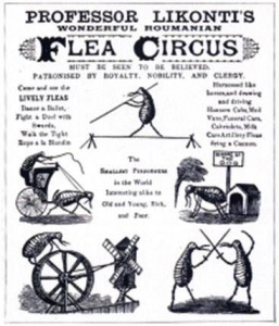 flea-circus-poster A poster for a flea circus.