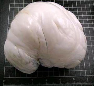 pearl This astounding 5-pound pearl, found in the waters off the Philippines, will be auctioned in September.