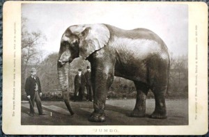 jumbophoto Edward Bierstadt created this Artotype photo image of Jumbo the elephant. It is mounted like a cabinet card. Under the image it says “Jumbo.” On the left side the text reads “The largest elephant ever seen by mortal man, wild or in captivity.” The right side says “The property of Messrs. Barnum, Bailey & Hutchinson. Cost $30,000.” Value of this photo is $50.