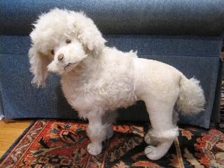 poodle