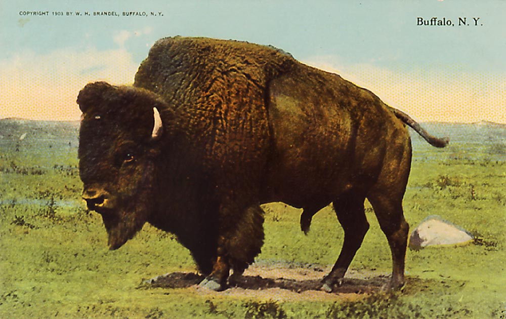 buffalo