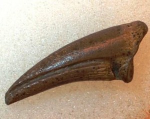 Hell Creek Fossil