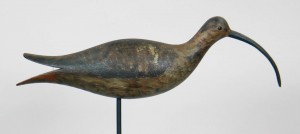 Sicklebill curlew