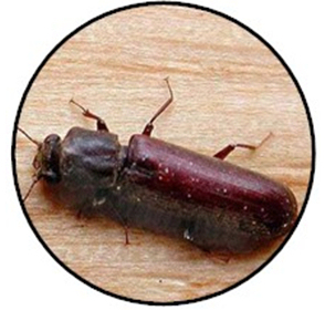 powder post beetle