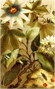 Louis Prang chromolithographs