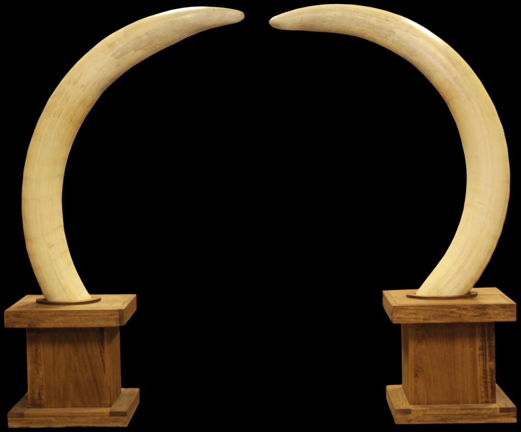 Namibian tusks