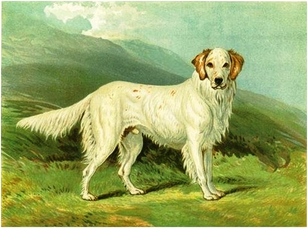 Unframed 1881 Vero Shaw chromolithographs from “The Illustrated Book of the Dog” sell for $45 to $85 each