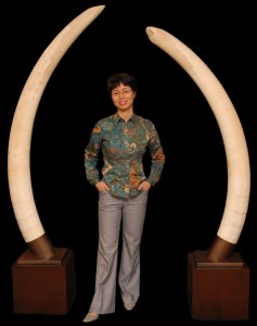 Elephant tusks