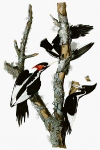 ivory-billed woodpeckers