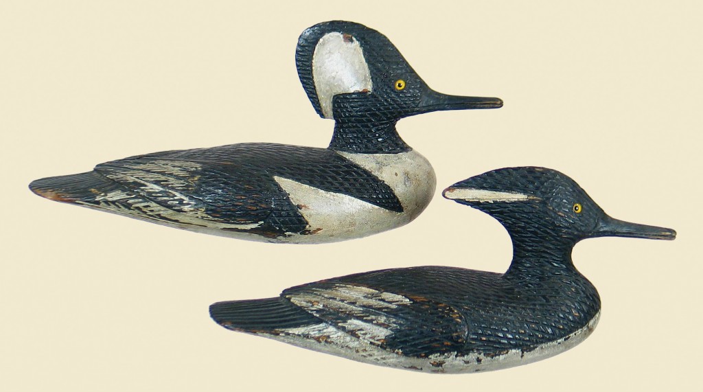Hutchings mergansers