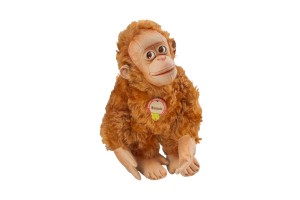 Orangu Mimoccula