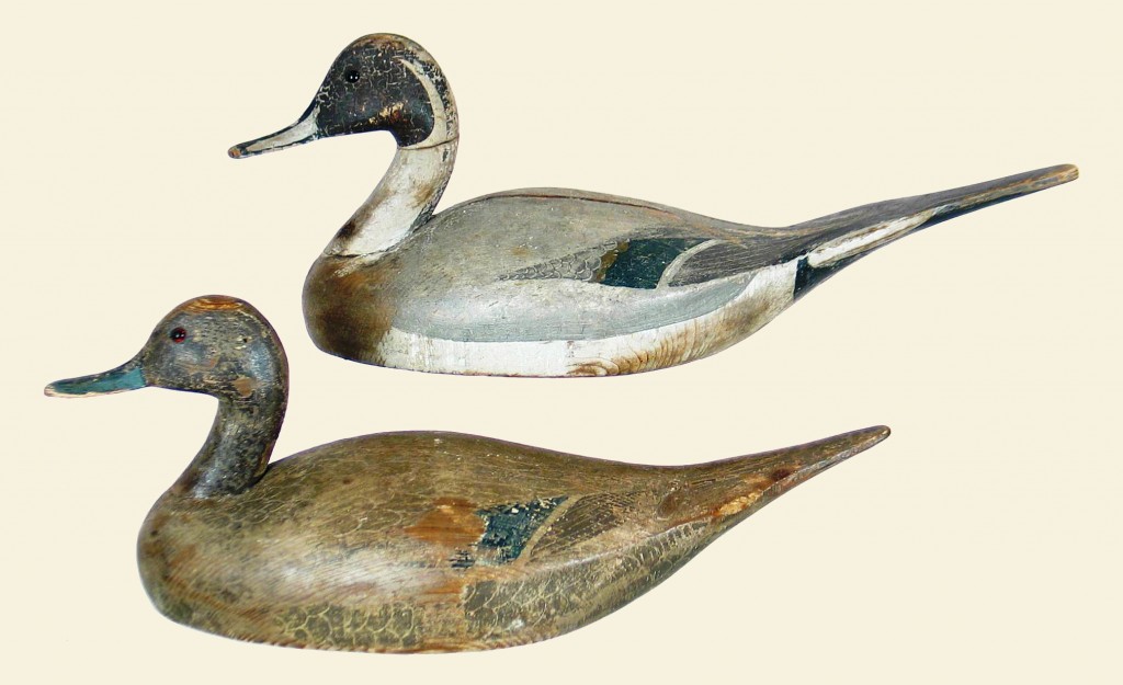 Sterling pintails