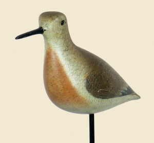 Dilley red knot