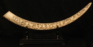Ivory tusk