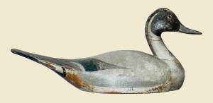 Sterling pintail drake