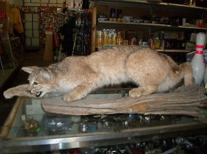 bobcat
