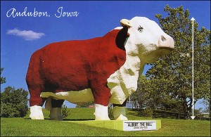 bull