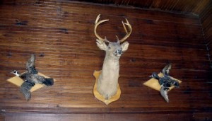 stuffed deer and birds