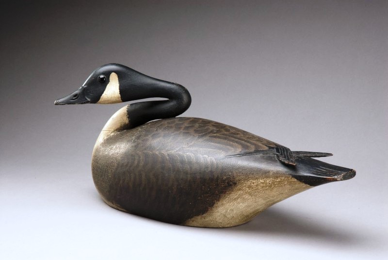 nesting-canada-goose