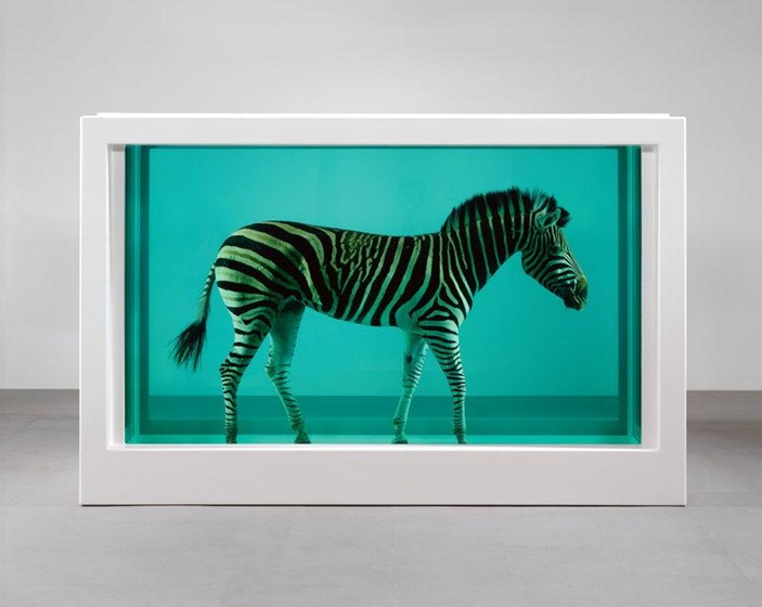 zebra
