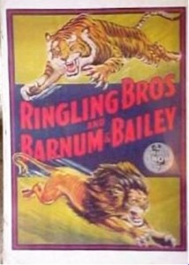 Tiger & Lion
