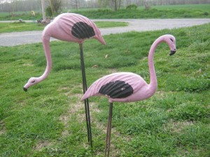 Pink flamingos
