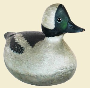 Bufflehead drake