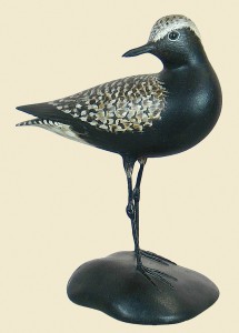 Black bellied plover