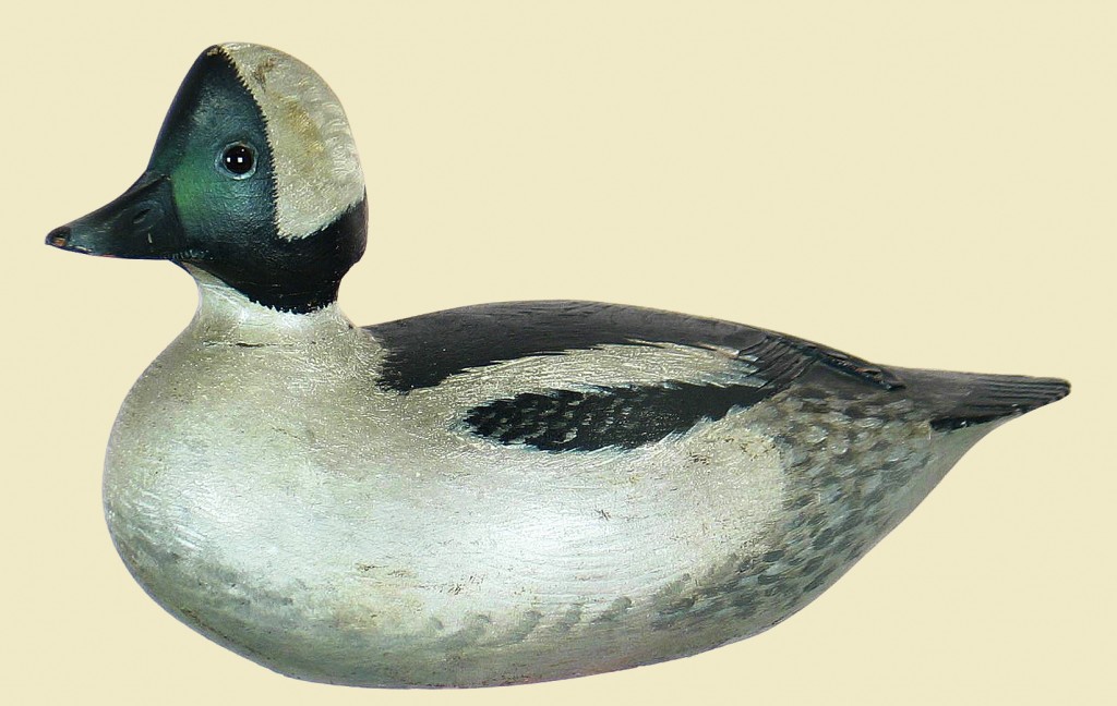 Bufflehead drake