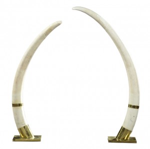 Elephant tusks