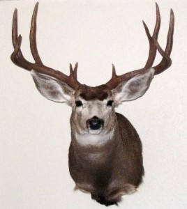 mule deer