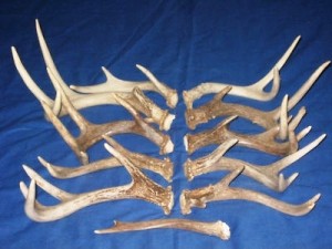 shed antlers