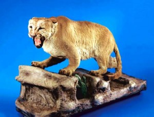 cougar