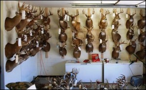 Confiscated trophies