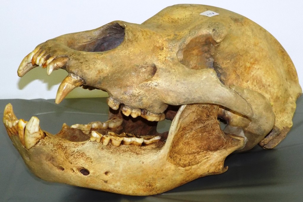 Cave bear skull