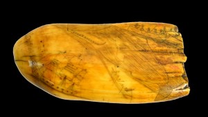 Scrimshaw tooth