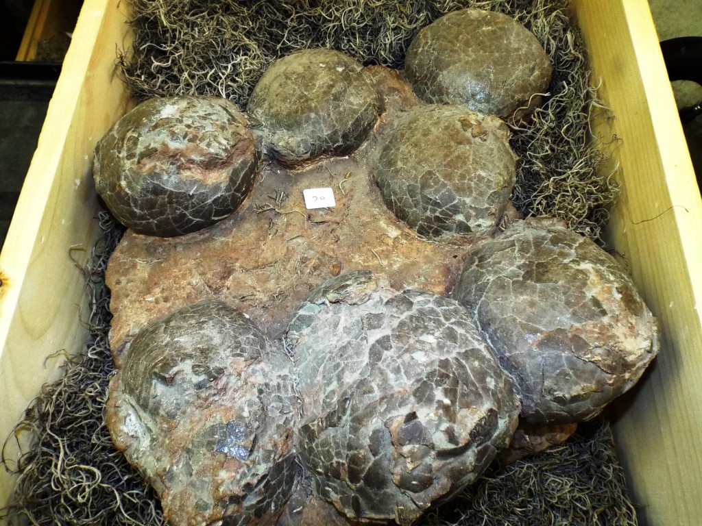 dinosaur eggs in nest