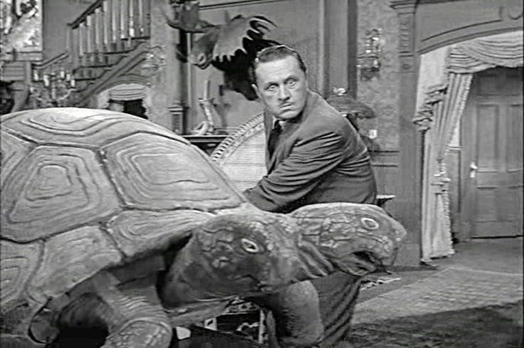 This one may be hard to find. Two-headed tortoises are so shy.