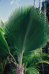 The photo of the palm frond, taken in front of a house in a swanky part of Honolulu, that was the basis for the shirt’s design (Photo: Dale Hope)